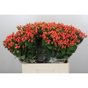 Hypericum Magical Royal Princess