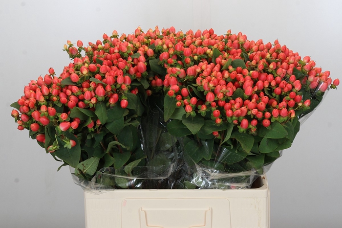 <h4>Hypericum Magical Royal Princess</h4>
