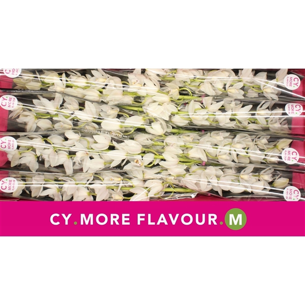 <h4>Mini cymbidium 'Sue' 70 cm</h4>