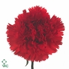 Dianthus St Centauro