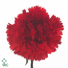 Dianthus St Centauro