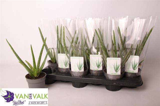 <h4>ALOE VERA</h4>