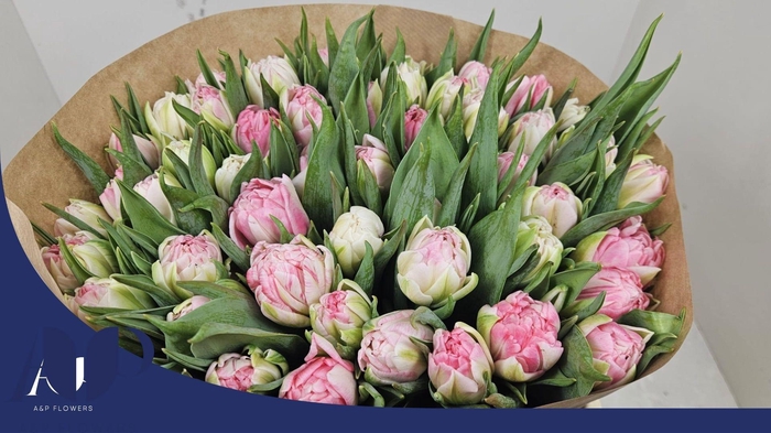 <h4>TU DU FOXTROT</h4>