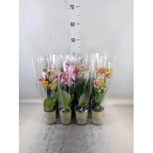 Phalaenopsis   ...mix