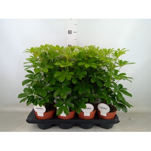 Schefflera arbor. 'Nora'