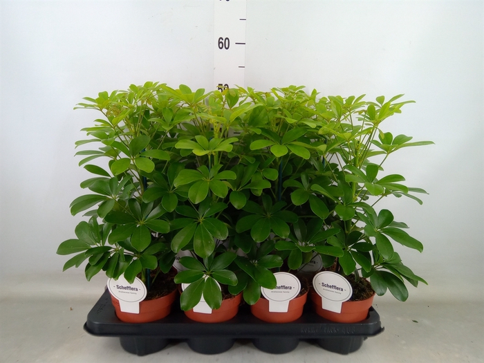 <h4>Schefflera arbor. 'Nora'</h4>