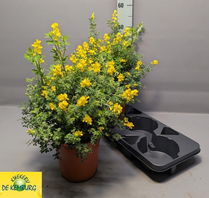 <h4>GENISTA X SP</h4>