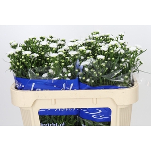 Aster Cassy