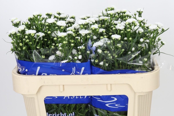 <h4>Aster Cassy</h4>