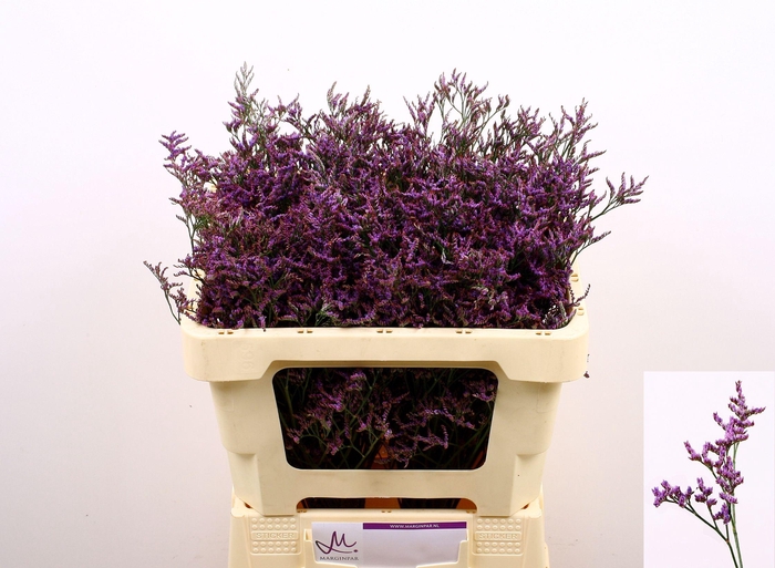 <h4>LIM SAF DARK BLUE</h4>