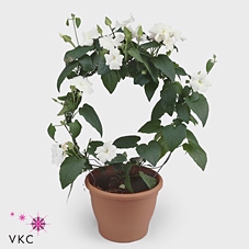 Thunbergia nana 'Snow White'