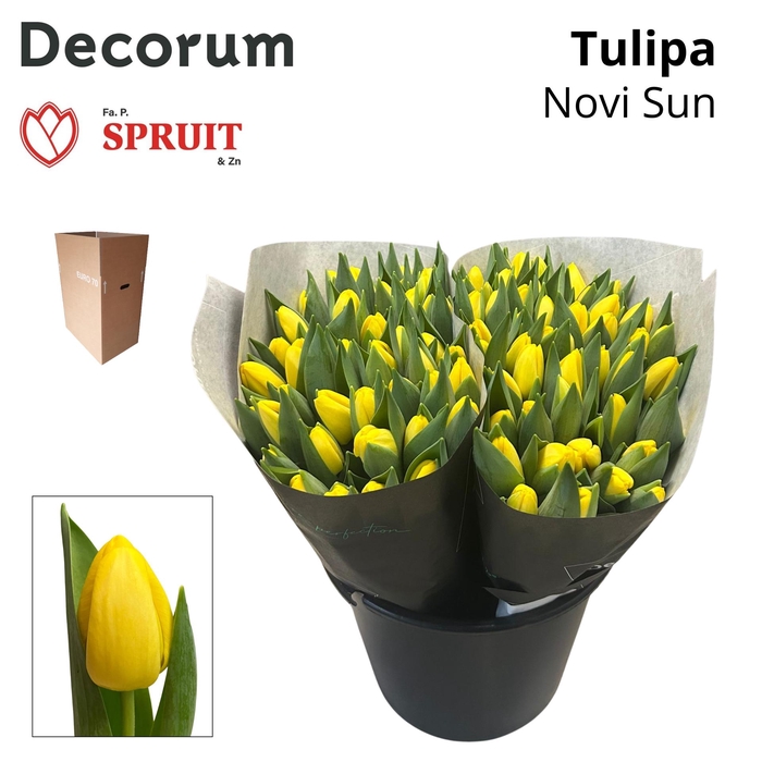 <h4>TU EN NOVI SUN Aqua Box 100</h4>