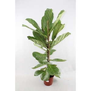 FICUS LYRATA