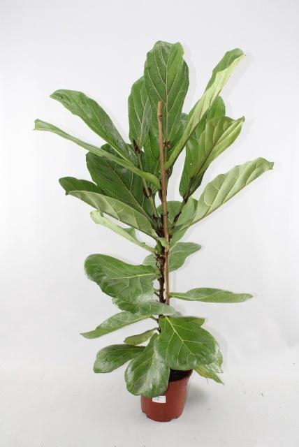 <h4>FICUS LYRATA</h4>