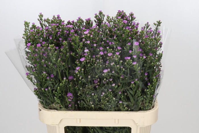<h4>Aster Painted Lady</h4>