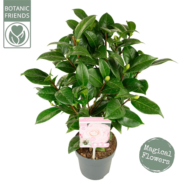 <h4>Camellia jap. 'Nuccio's Cameo' Premium</h4>