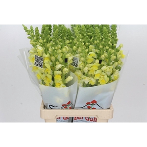 Antirrhinum Potomac Yellow