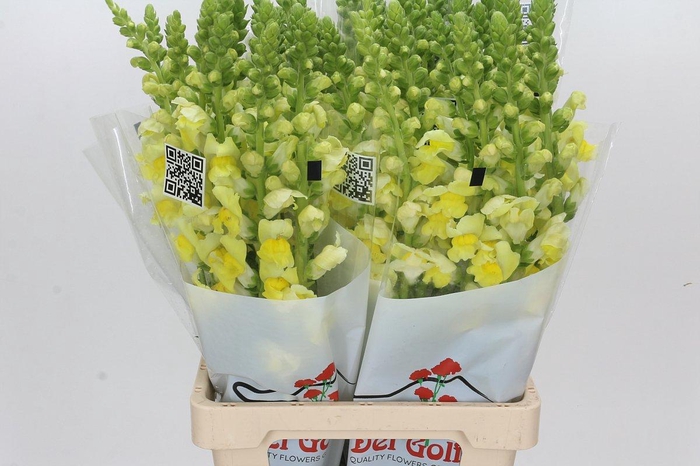 <h4>Antirrhinum Potomac Geel</h4>