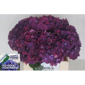 HORT MON AMOUR AUBERGINE
