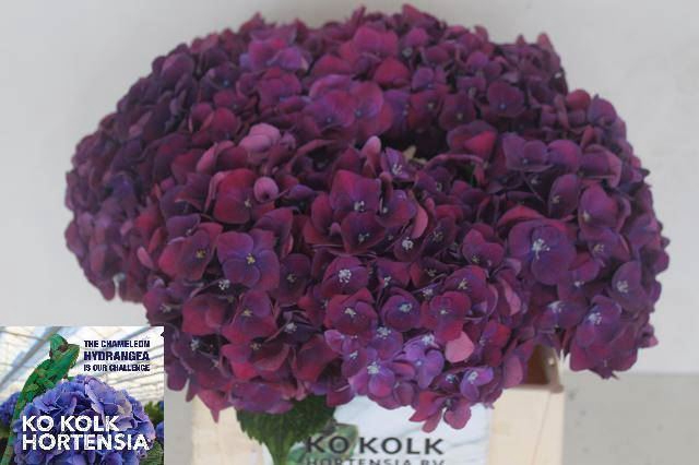 <h4>HORT MON AMOUR AUBERGINE</h4>