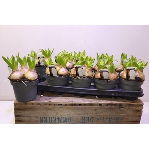 arr8 Hyacin White Pearl