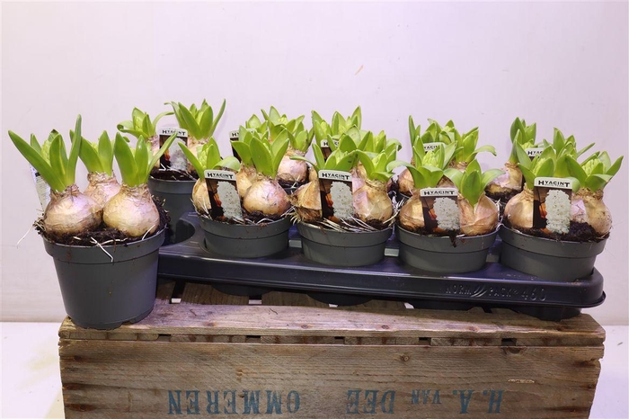 <h4>arr8 Hyacin White Pearl</h4>