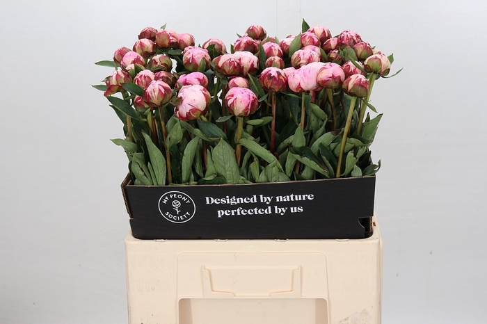 <h4>Paeonia Sarah Bernhardt</h4>