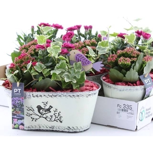 ARR TUINPLANTEN
