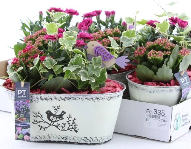 <h4>ARR TUINPLANTEN</h4>