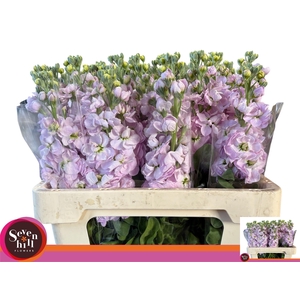 MATTH FIGARO L ROSE