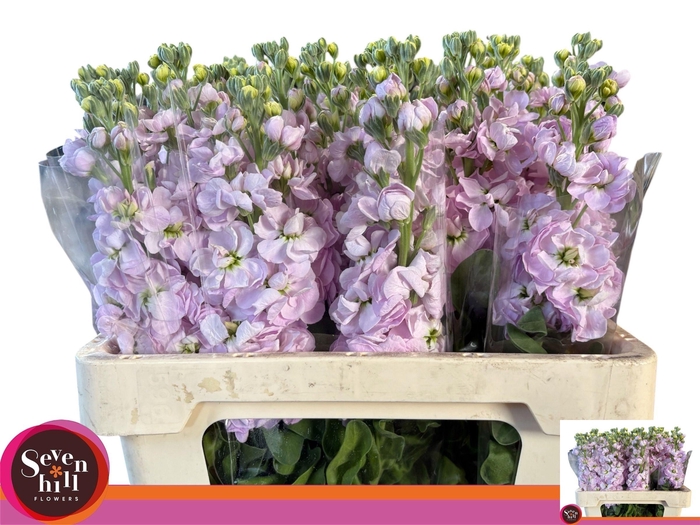 <h4>MATTH FIGARO L ROSE</h4>