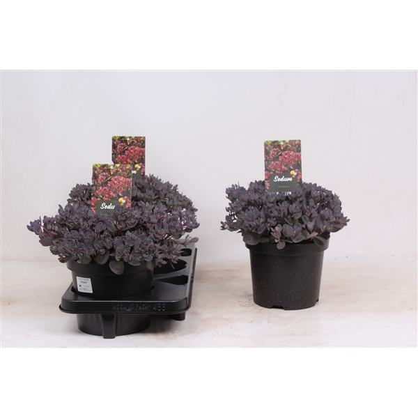 Sedum hybride 'Red Sparkle'