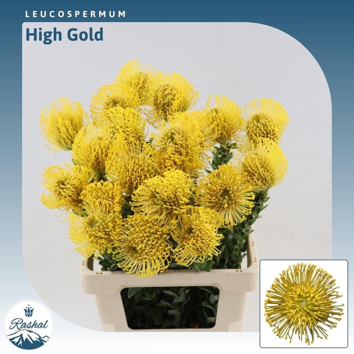 <h4>Leucospermum High Gold</h4>