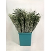 GARLAND OLIVE
