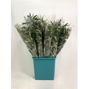 OLIVE 200GR