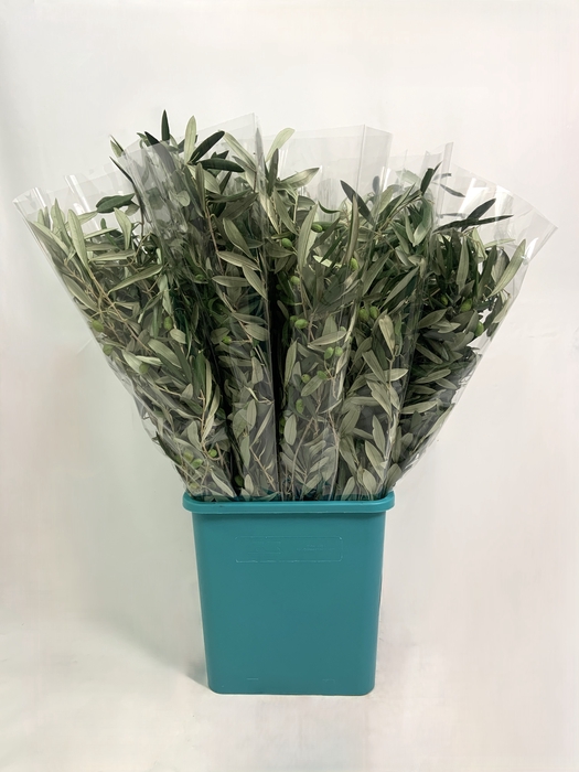 <h4>OLIVE 400GR</h4>