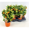 Citr Microcarpa