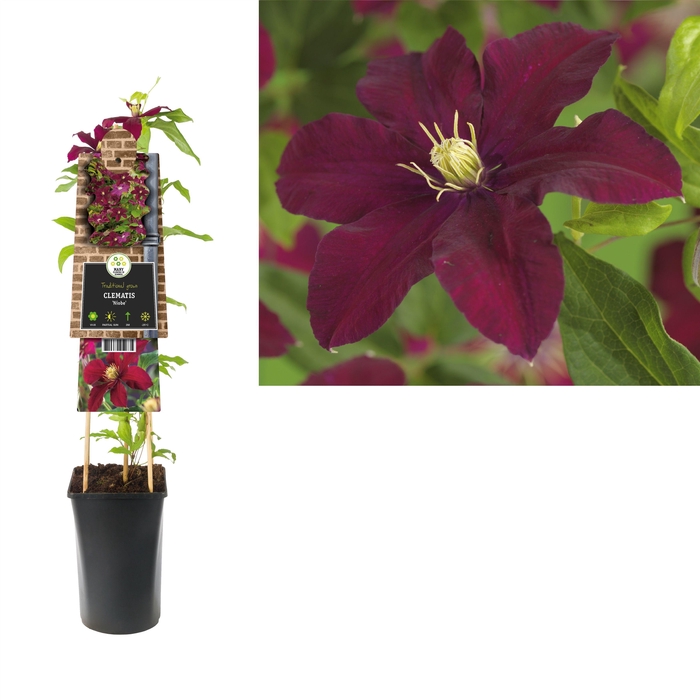 <h4>Clematis 'Niobe' +3.0 label</h4>