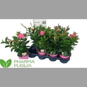 MANDE RIO PINK