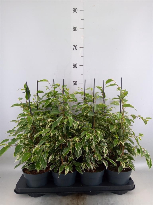 <h4>Ficus benja. 'Twilight'</h4>