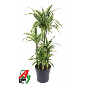 Dra Fr Lemon Lime Carrousel