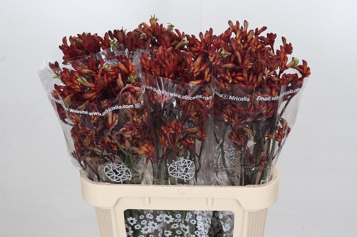 <h4>Anigozanthos Early Spring Indoor</h4>