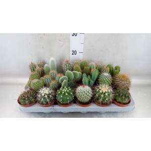 Cactus   ...mix