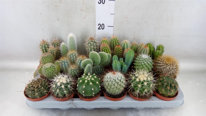 <h4>Cactus   ...mix</h4>