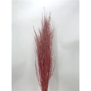 Betula Red Brill