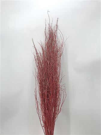 <h4>Betula Red Brill</h4>