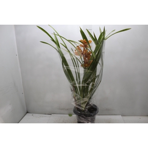 CYMBIDIUM P18