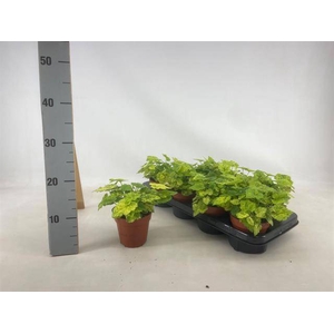 Tolmiea M Variegata
