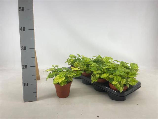 <h4>Tolmiea M Variegata</h4>