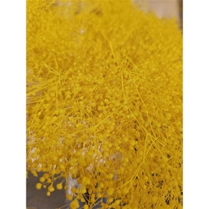 GESTABILISEERD GYPS MILLION STAR GEEL